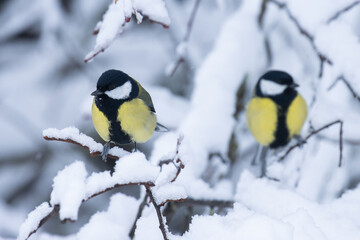 Obraz na płótnie Canvas Great tits in the middle of snowy branches in wintry boreal forest 