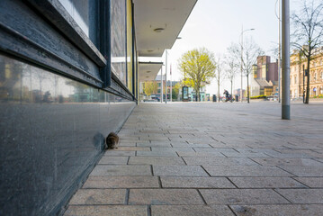 Rat on the street during the day