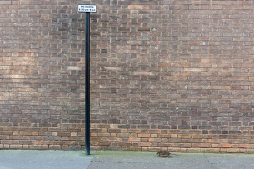 Rat on the street during the day