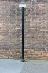 Rat on the street during the day