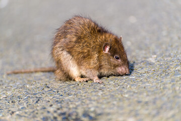 Rat on the street during the day