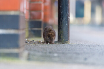 Rat on the street during the day