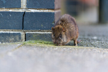 Rat on the street during the day