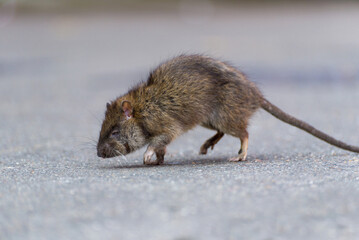 Rat on the street during the day