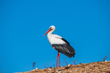 The white stork stands at the end of the hill.