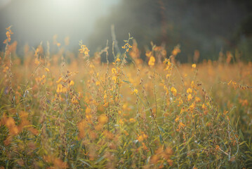 Sunhemp flowers in the field.  Blurred and soft focus of Sunhemp field with copy space and text.