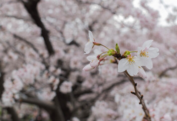 cherry blossom