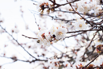 apricot color. spring april sakura bee on a flower