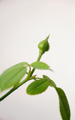 Green Spirit of Freedom rose buds in white background