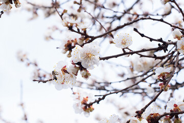 apricot color. spring april sakura bee on a flower