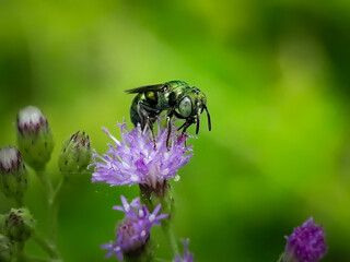 Honey bee, sweat bee