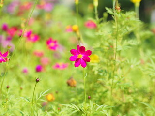Obraz na płótnie Canvas pink cosmos flower is blooming in the garden