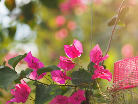 Pink Bougainvillea Images – Browse 400 Stock Photos, Vectors, and Video