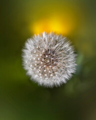 Closeup of dandelion seeds in a farm Italy 1
