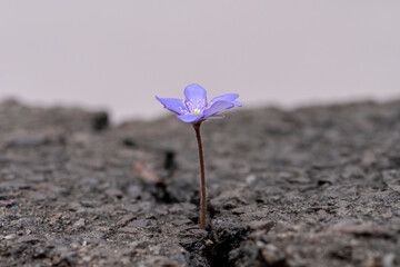 A blue flower grows out of a crack in the asphalt on a neutral background, perspective, place for...