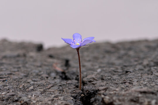 A blue flower grows out of a crack in the asphalt on a neutral background, perspective, place for text, close-up, selective focus.