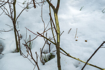 Traces of a forest hare having dinner. © Lars-Ove Jonsson