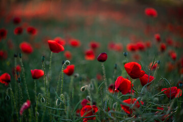 Beautiful red poppy flowers on green fleecy stems grow in the field. Scarlet poppy flowers in the sunset light. 