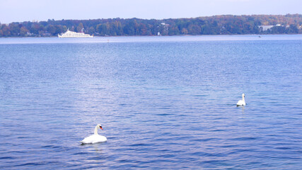 KONSTANZ, GERMANY - 14 OCT 2015: Two white swans on the move on Lake Constance