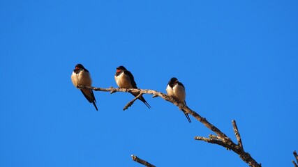 tres bonitas golondrines en la rama de un arbol bajo el cielo azul de primavera en el lago de ivars...