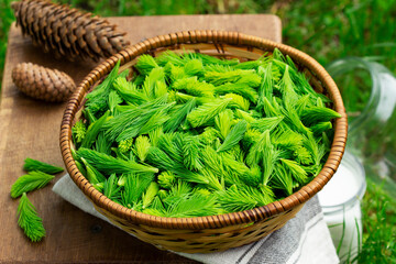 Spruce sprouts and cones, sugar, jars, ingredients for making coniferous syrup.