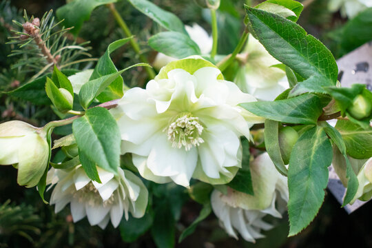 Hellebore Double Ellen Spotted White Flower In The Garden