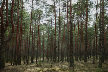 forest in the morning light on spring ukraine