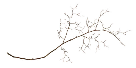 Dry twig isolated