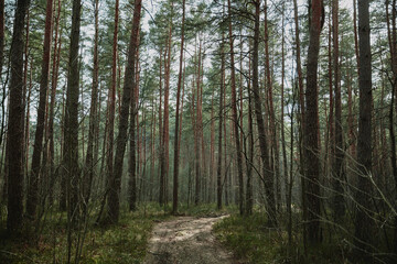 forest in the morning light on spring ukraine