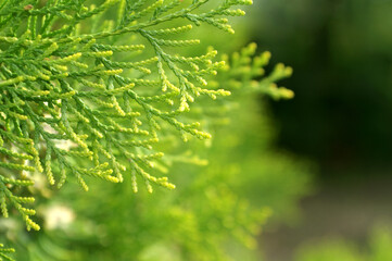 Common cypress branch