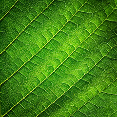 Extreme close up texture of leaf veins. backlight fresh green Leaf. morning sunlight with copy space as background natural green plants landscape, ecology, fresh wallpaper concept. macro