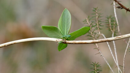 Beautiful plant with curved branch and green leaves
