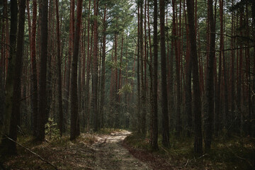 forest in the morning light on spring ukraine