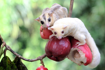 Two young sugar gliders are eating a pink malay apple. This mammal has the scientific name Petaurus...
