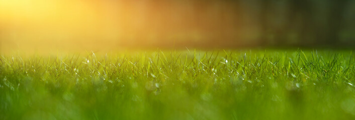 green grass in spring, beautiful green lawn in the garden in the sunshine in the morning