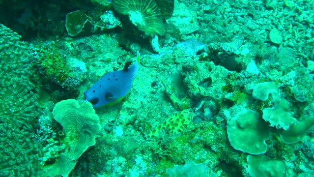 puffer fish on the coral reef