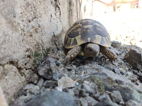 turtle on a rock