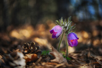 Beautiful pasque or anemone (Pulsatilla patens) flower in sunny spring forest. Dream-grass is the most beautiful spring flower.