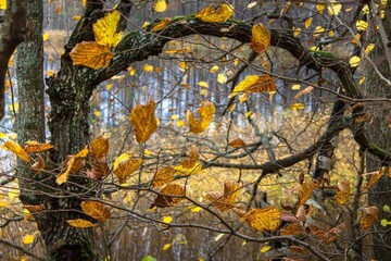 autumn leaves in the forest