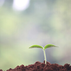 Young green plants growing in the morning