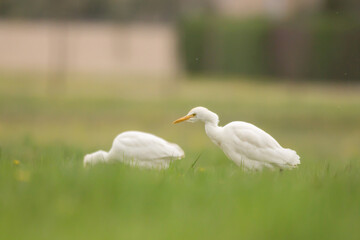 Cattle egret (Bubulcus ibis) small white heron with orange bill and black legs feeding on insects in the green meadow in spring, family Ardeidae 