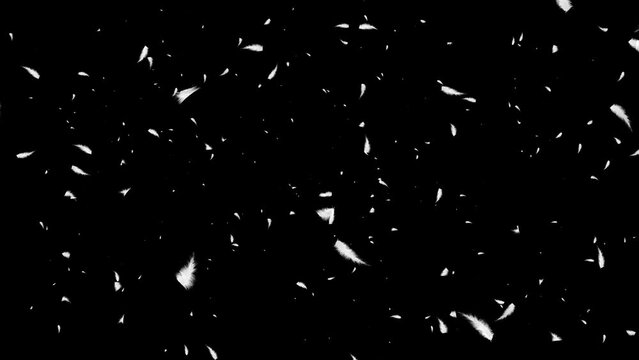 White feathers falling in the air on dark background, black Loop background. Soft pastel color design for love, beauty and dream. Beautiful natural fantasy Concept of softness and beauty. happy heaven