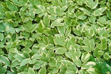Top view background of green leaves. Aegopodium podagraria Variegata, perennial shrub, garden decoration. High quality photo