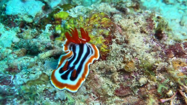nudibranch on the coral reef