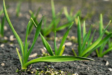 Young shoots of garlic on the field on a spring sunny day