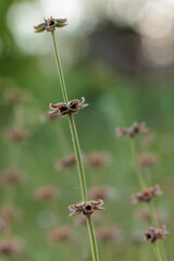 Wild plants of a meadow in spring.