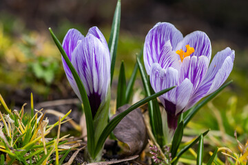 Purple blue crocus flowers in a garden. Typical spring flowers in gardens.