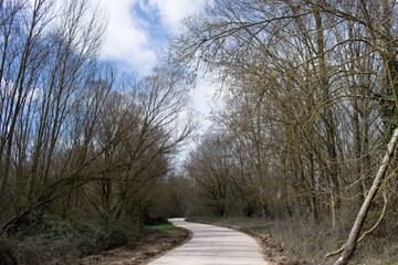 Paisajes de camino atravesando bosque. 