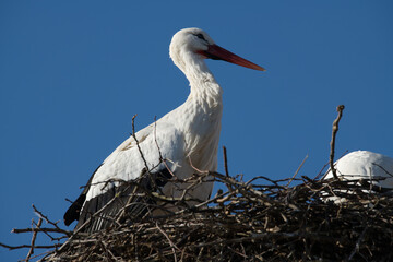 De retour de leur migration, les cigognes sont de nouveau présentes en Alsace pour assurer la continuité de leur espèce et ont construits ces gigantesques nids fait de nombreux branchages