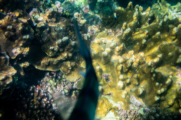 coral reef in the sea